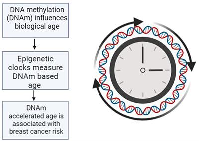 DNA methylation accelerated age as captured by epigenetic clocks influences breast cancer risk